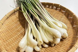 【有馬温泉の麓産】生らっきょう 1kg 葉付き 栽培期間中農薬不使用