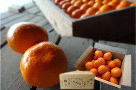 年明けでも薄皮！濃厚！甘～い！三拍子そろったみかん！とにかく甘くて美味しいみかんを食べたい方にオススメ！二段熟成の完熟みかん「熟成味柑」　サイズ混合　お試し品　２ｋｇ【176】