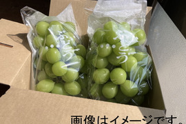 家庭用 シャインマスカット 約4.5kg シャインマスカット 4房（約2kg） 家庭用 | ☀️THE SMILE FARM☀️