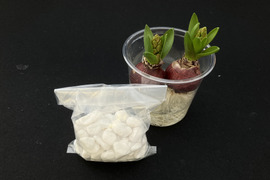 香り豊かなヒヤシンス桃１球 紫1球透明クリアカップ入（小石付）【期間限定】