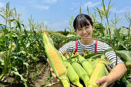 早朝採り！当日発送！新鮮甘々ゴールドラッシュ 10本