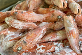 【バラ凍結】欲しい分だけ解凍OK！夢カサゴ1kg