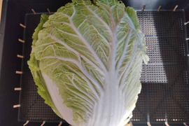 ✨農薬・化成肥料不使用の新鮮白菜「魂の白菜」約4㎏✨