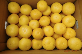 ≪訳あり≫『伊豆特産ﾆｭｰｻﾏｰｵﾚﾝｼﾞ』 ﾐﾆ･ﾐﾆｻｲｽﾞ    ご家庭で！約 ５㎏