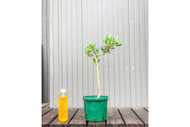 オリーブ 鉢植え ペンドリノ｜育てやすい シンボルツリー・盆栽にも最適　13