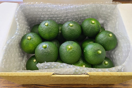 料理や飲み物に！宮崎県日向市特産　幻の柑橘「へべす」A品１ｋｇ)