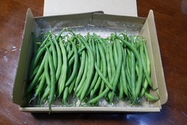 兵庫県産　三度豆（さやいんげん）1kg　スジナシ新鮮で柔らかく苦みが少ないです。