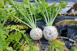 煮物に最適！京都の伝統野菜『聖護院大根』3個