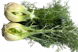 超貴重！！！納豆菌栽培　訳アリ淡路島産フェンネル４～５個入り（若葉同梱）