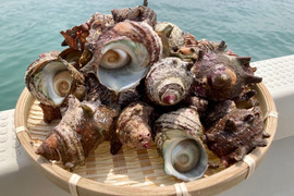 活サザエ（小サイズ）1kg（30個）