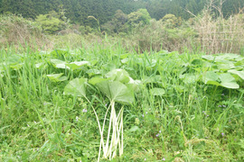旬の山菜！山あいの『水ふき』500g