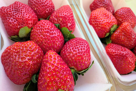 朝摘み！栃木県産★完熟とちあいか！大粒A品！甘くて酸味が少ない品種です！