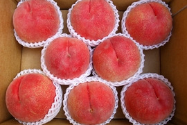 【 🍑川中島白桃•家庭用🍑 】山形県天童産 桃 3.0k 【 果肉ジューシー 】