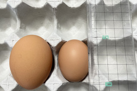 ★平飼い・初たまご50個★酵母を与えて育てた若鶏が産み出して間もない小ぶりなたまご（元気たまご）