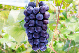 花笑み農園　岡山のBKシードレス約２kg（３～６房）家庭用【9/14～順次発送】B-2家