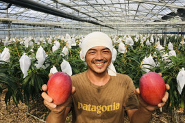 西表島の太陽をたっぷり浴びた糖度16度以上！プレミアムマンゴー２ｋｇ（4～6個）【お中元にもおすすめ！熨斗付き対応】