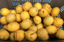 訳あり瀬戸内海の島レモン（農薬・除草剤・化学肥料不使用）1kg