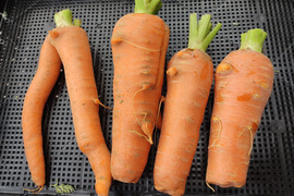 見た目は個性派🥕訳あり旬ニンジン（時なし五寸or濱美人）約2kg｜割れ・曲がり・折れあり｜加熱で甘い｜農薬・化成肥料不使用🥕