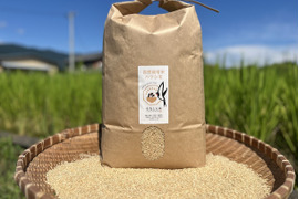 農家直送令和6年11月21日収穫米最上位等級特A級ハツシモ発送間際に玄米精米発送 農家直送令和6年11月20日日収穫無農薬ハツシモ特A農家直送