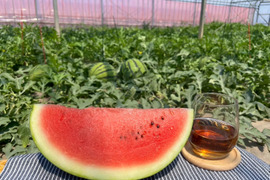 種ごと食べれるスイカ誕生！『ぷちっと』（1玉：約4人分）