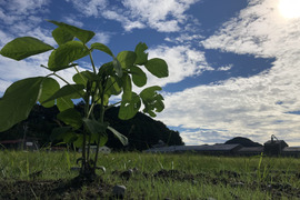 【令和7年産】自然栽培「丹波種黒大豆」200グラム（静岡県産）