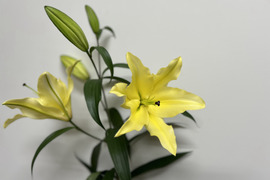 【年末向けご予約含みます】■黄色5本束■大輪のバイネロン♬この子だけで是非飾っていただきたい品種です！簡易包装　※年末のご予約締め切りは12月22日午前9時まで！！