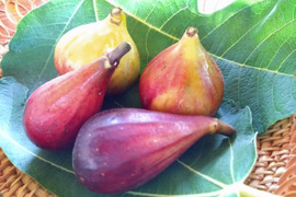 【ご予約限定価格】希少いちじく2種セット【農薬・除草剤・化学肥料不使用】和歌山県産