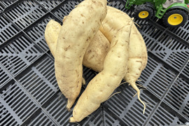 きみまろこの通販｜さつまいも｜食べチョク｜産地直送(産直)お取り寄せ