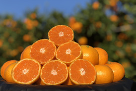 [発送開始！愛媛県産]みかん　家庭用 3kg