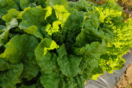 🍃【朝採り】旬の株どりレタス2〜3株 ＋ 旬野菜の詰め合わせBOX🍃