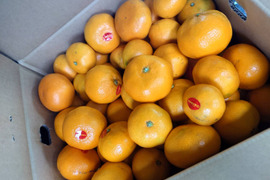 残りわずか・・・愛媛県西宇和産【真穴みかん】10kg　西宇和みかん