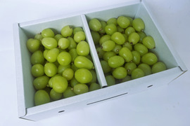 シャインマスカット粒　1.5kg