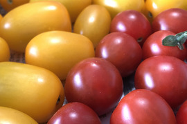 樹上完熟【農薬・化学肥料不使用栽培】ミニトマト　大きさ・形不揃い　400ｇ