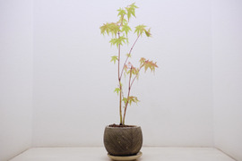 ミニ盆栽【紅葉🍁ヤマモミジ×白黒縞陶器】高さ40cm×横13cm