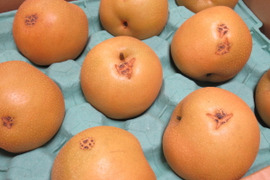 《期間限定》 豊水 梨 訳あり 約4.5kg 愛媛県産 豊水梨 ナシ なし 数量限定で