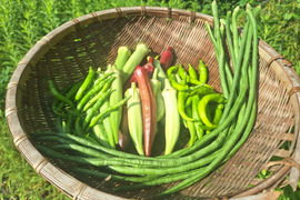 『自然農』旬のお野菜セット
(オクラ三種盛をメインにしたセットです😊)