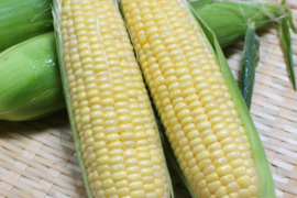 ひと口で感動する甘さ❗️6本プレミアム味来🌽6月中旬～