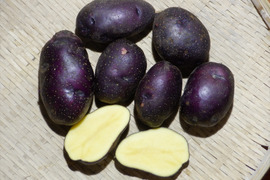 濃紺の珍しい外観、やさしい味わい！じゃがいも　タワラマゼラン　5kg　自然栽培（栽培期間中肥料・農薬・除草剤不使用）