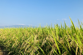 ★R6年産新米★【山形県産はえぬき5kg精米】