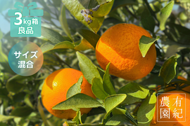 甘くて爽やかな希少柑橘🍊春峰【良品・サイズ混合・3kg箱】