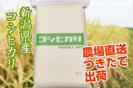 【定番人気】令和6年産新潟県長岡産コシヒカリ白米15kg（5㎏×3袋）