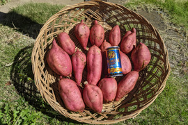 5 kgで税別2500円。有機肥料で栽培した2ヶ月熟成、蜜の滴る安納芋L,Mサイズ