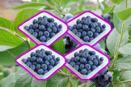 生果実ブルーベリー １kｇ（フリーザーパック250ｇ×４個）
