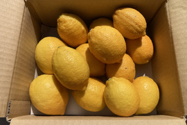 ブランドバッグ 人気ランキング2024 広島県のレモンで産地直送の商品｜3ページ目｜食べチョク｜産地 果物