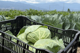 6個入｜信州塩尻｜サラダで美味しい高原キャベツ