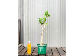 オリーブ 鉢植え シプレッシーノ｜育てやすい シンボルツリー・盆栽にも最適　15