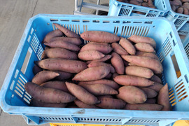 さつまいも(栗かぐや)