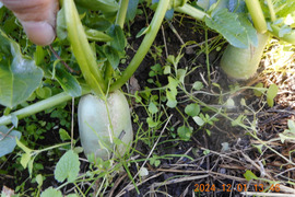自然農栽培で育てた、『奈良の冬野菜セット』