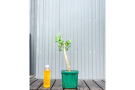 オリーブ 鉢植え カロレア｜育てやすい シンボルツリー・盆栽にも最適　29