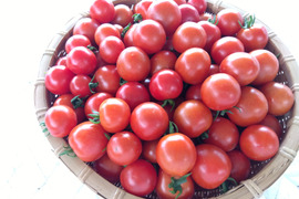 【お待たせ致しました】完熟フルーツトマト 始まりました。
品種はフルーティカ 価格は　１Ｋｇ箱詰め　 1450円
直ぐに出荷出来ます。
世界農業遺産　ブランド野菜シリーズ